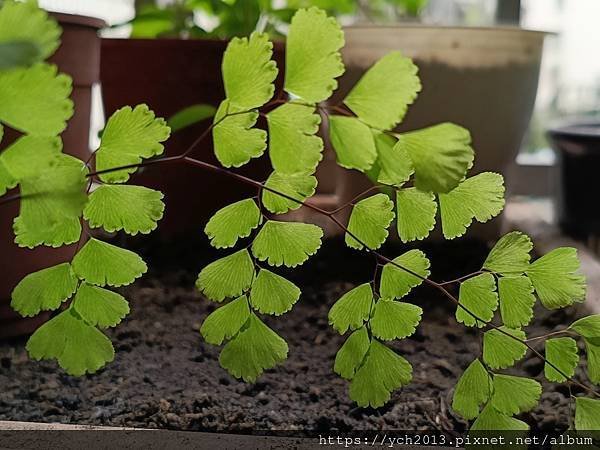 春天嫩綠的蕨類植物在我家／鐵線蕨、箭葉鳳尾蕨、海金沙