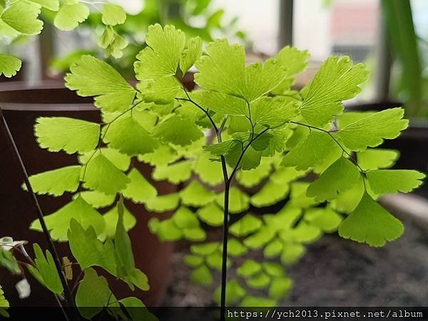 春天嫩綠的蕨類植物在我家／鐵線蕨、箭葉鳳尾蕨、海金沙