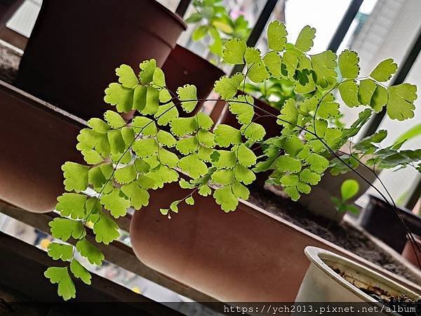 春天嫩綠的蕨類植物在我家／鐵線蕨、箭葉鳳尾蕨、海金沙