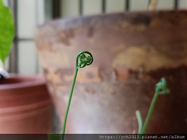 春天嫩綠的蕨類植物在我家／鐵線蕨、箭葉鳳尾蕨、海金沙