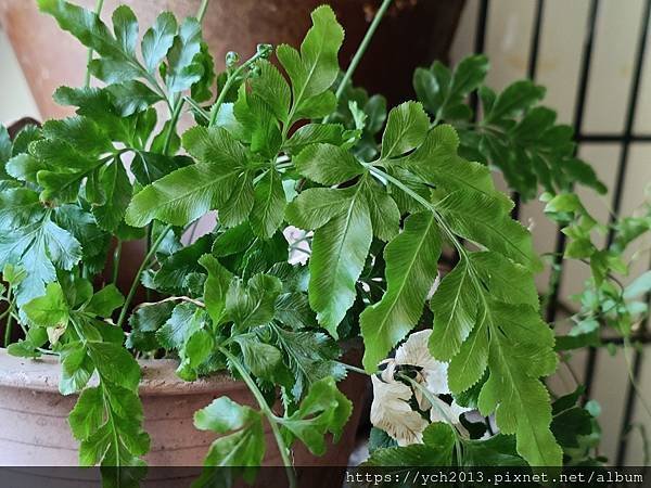 春天嫩綠的蕨類植物在我家／鐵線蕨、箭葉鳳尾蕨、海金沙