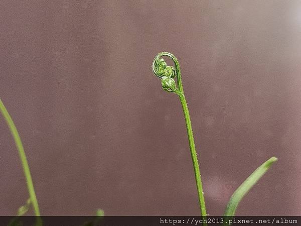 春天嫩綠的蕨類植物在我家／鐵線蕨、箭葉鳳尾蕨、海金沙