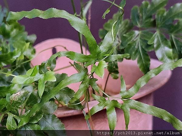 春天嫩綠的蕨類植物在我家／鐵線蕨、箭葉鳳尾蕨、海金沙