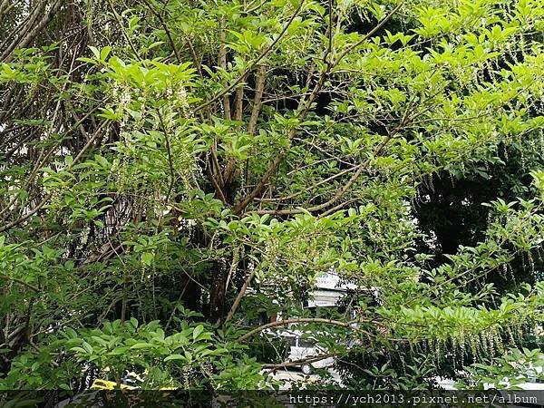 五色鳥啄木／茄冬落葉、垂花琴木串串花、鳳凰花開