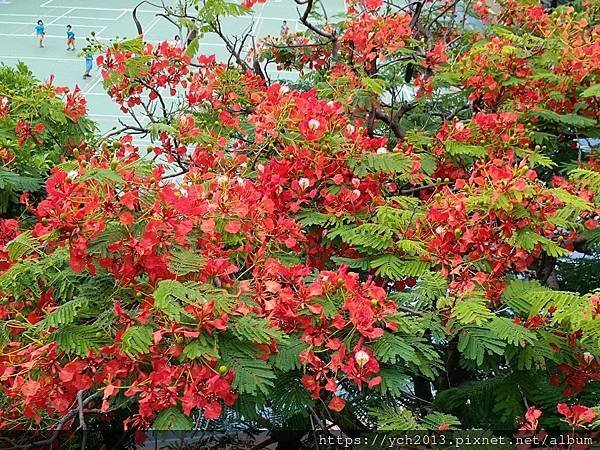 五色鳥啄木／茄冬落葉、垂花琴木串串花、鳳凰花開