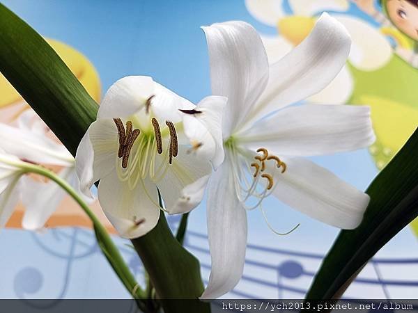 白花香殊蘭今年開兩盆