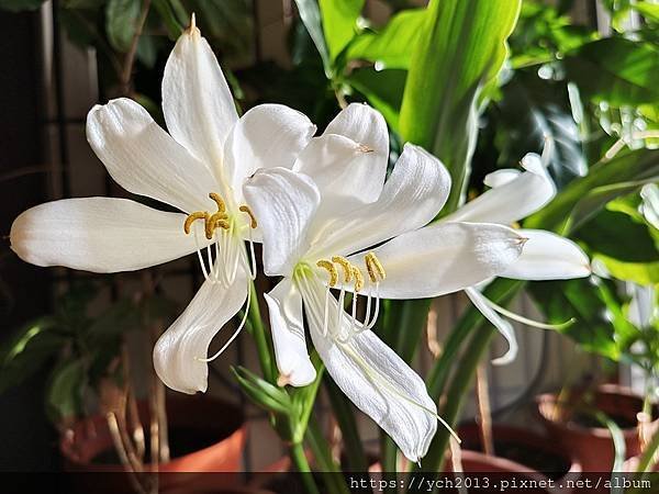 白花香殊蘭今年開兩盆