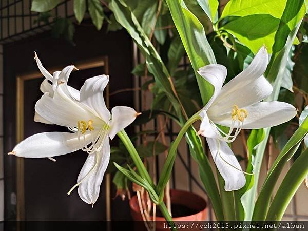 白花香殊蘭今年開兩盆