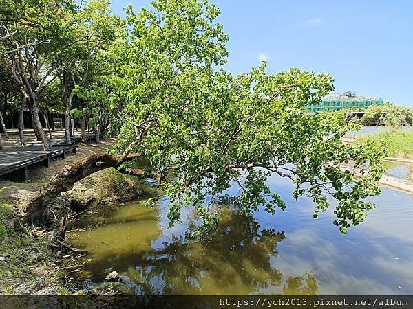 宜蘭景點／羅東林場散策指南／貯木池旁環湖步道好散步