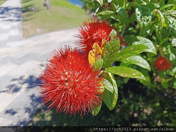 宜蘭五結景點／綠舞日式主題園區－逛逛日式庭園、與萌寵互動、射