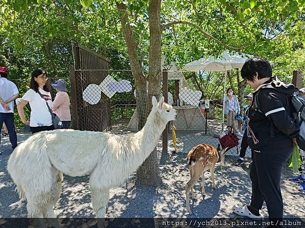 宜蘭五結景點／綠舞日式主題園區－逛逛日式庭園、與萌寵互動、射