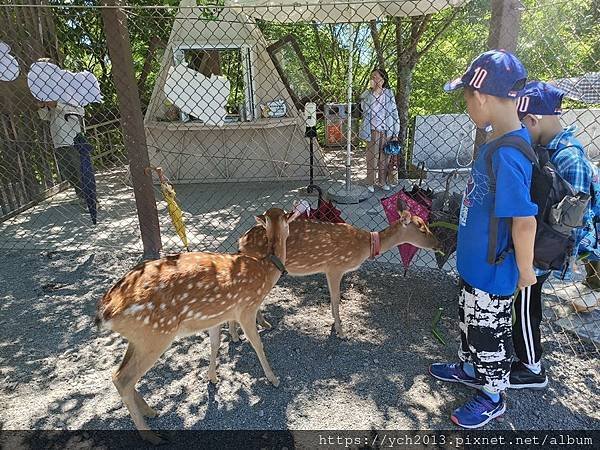 宜蘭五結景點／綠舞日式主題園區－逛逛日式庭園、與萌寵互動、射