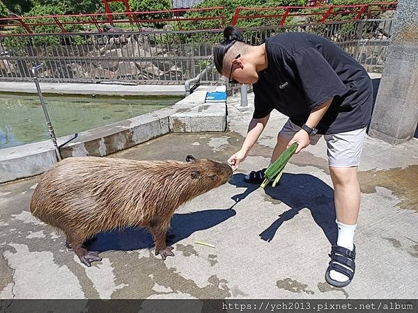 宜蘭五結景點／綠舞日式主題園區－逛逛日式庭園、與萌寵互動、射