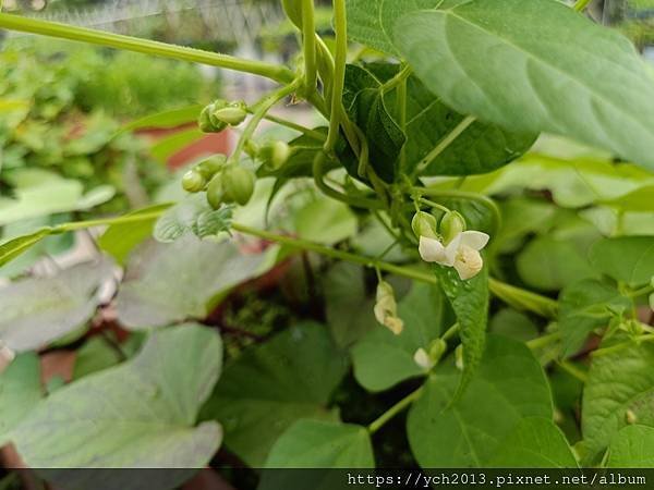 2024四季豆種植記