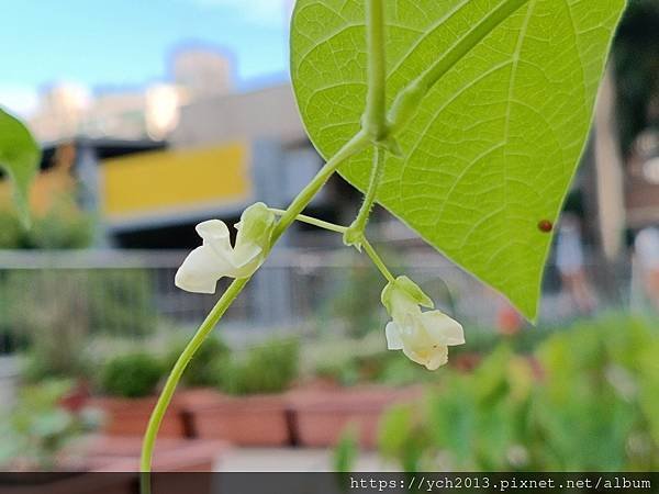 2024四季豆種植記