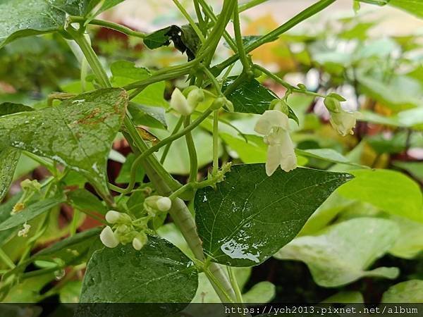 2024四季豆種植記