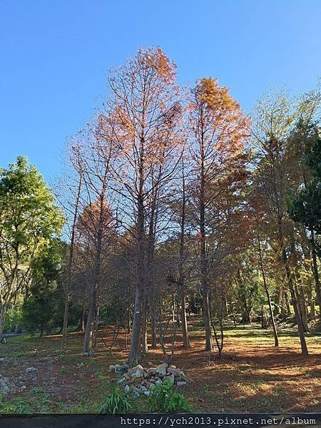 桃園龜山祕境景點／龜山苗圃綠環境生態園區／季節限定，年底清幽