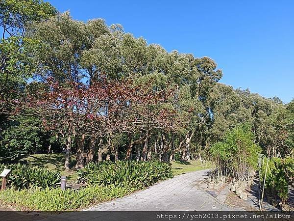 桃園龜山祕境景點／龜山苗圃綠環境生態園區／季節限定，年底清幽