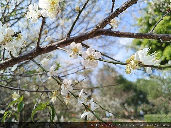 2025陽明山花卉試驗所茶花、鬱金香、大飛燕草／花開富貴迎早