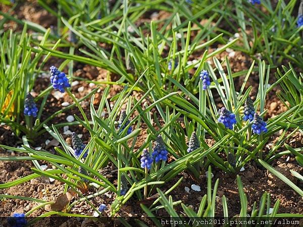 2025陽明山花卉試驗所茶花、鬱金香、大飛燕草／花開富貴迎早