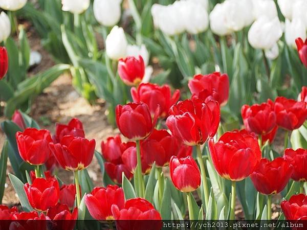 2025陽明山花卉試驗所茶花、鬱金香、大飛燕草／花開富貴迎早