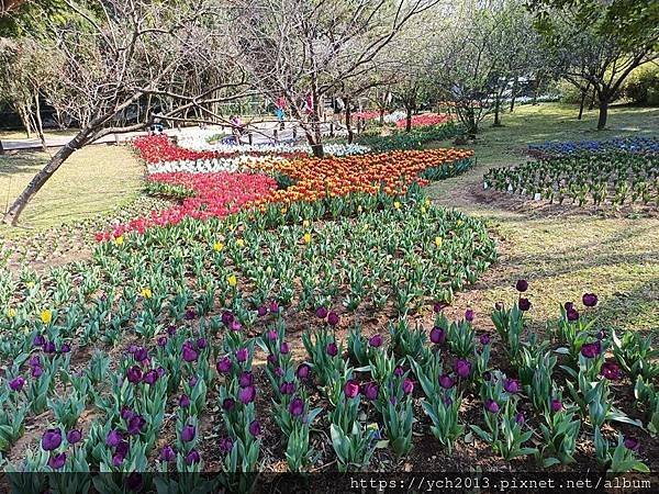 2025陽明山花卉試驗所茶花、鬱金香、大飛燕草／花開富貴迎早