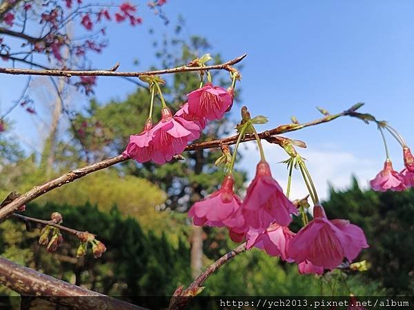 2025陽明山花卉試驗所茶花、鬱金香、大飛燕草／花開富貴迎早