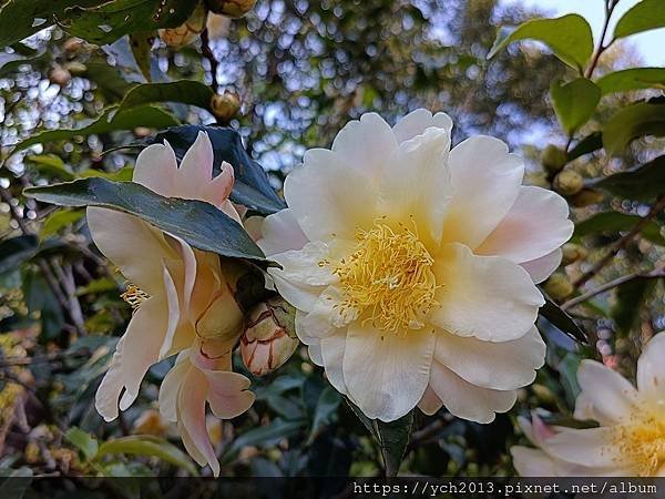 2025陽明山花卉試驗所茶花、鬱金香、大飛燕草／花開富貴迎早