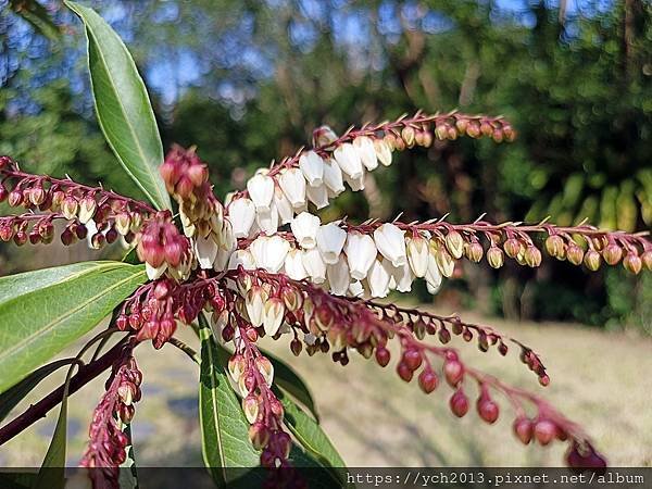 2025陽明山花卉試驗所茶花、鬱金香、大飛燕草／花開富貴迎早