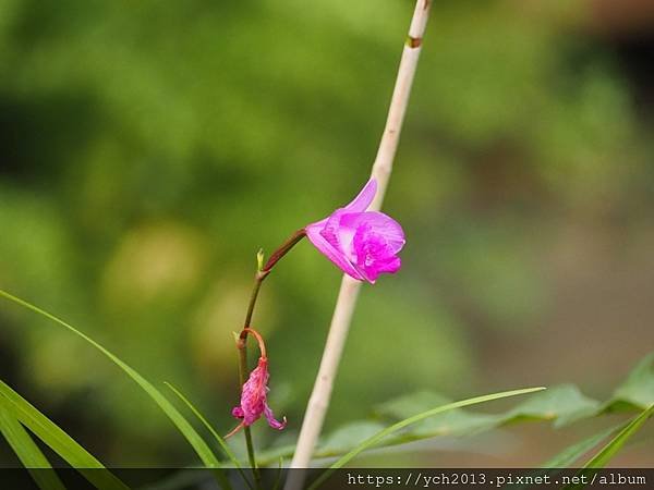 2025陽明山花卉試驗所茶花、鬱金香、大飛燕草／花開富貴迎早