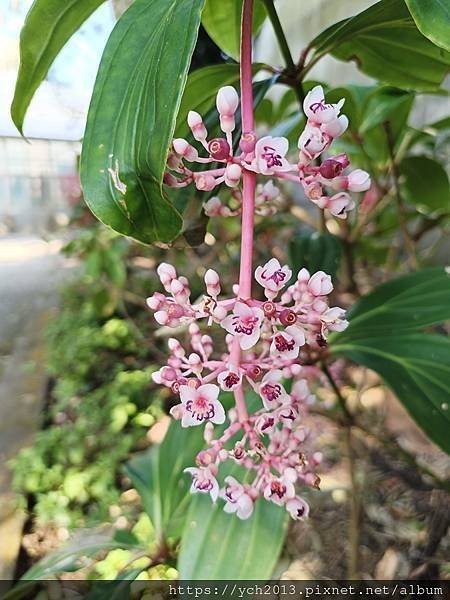 2025陽明山花卉試驗所茶花、鬱金香、大飛燕草／花開富貴迎早