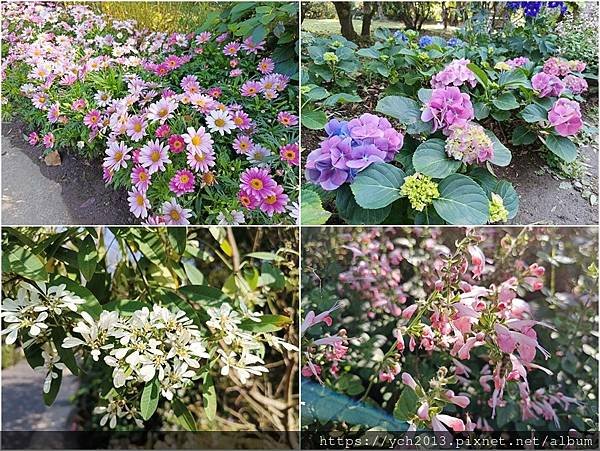 2025陽明山花卉試驗所茶花、鬱金香、大飛燕草／花開富貴迎早