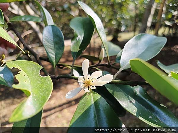 2025陽明山花卉試驗所茶花、鬱金香、大飛燕草／花開富貴迎早