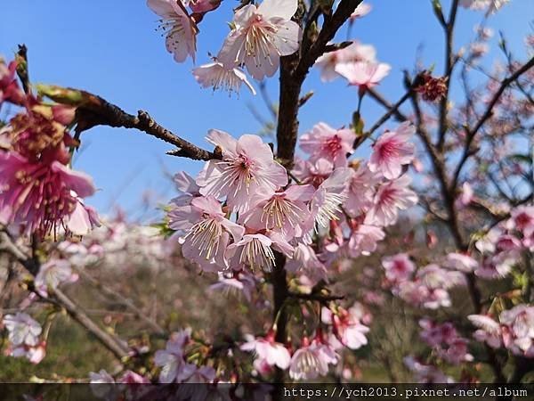 2025陽明山花卉試驗所茶花、鬱金香、大飛燕草／花開富貴迎早