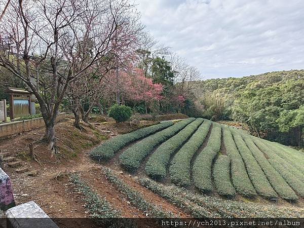 初八竹峰茶園賞景