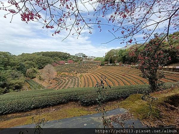 初八竹峰茶園賞景