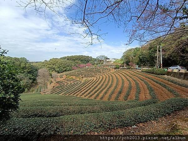 初八竹峰茶園賞景