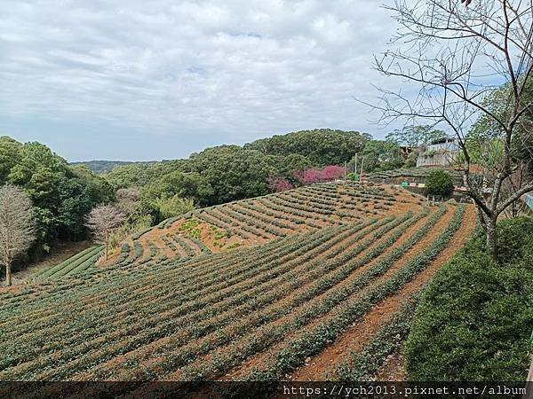 初八竹峰茶園賞景