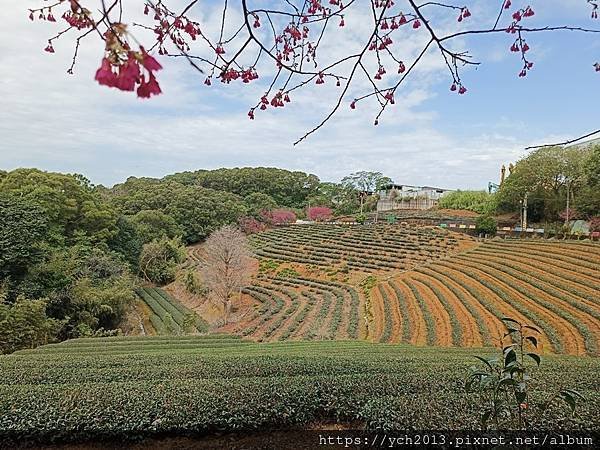 初八竹峰茶園賞景