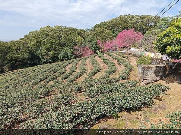 初八竹峰茶園賞景