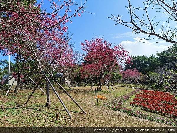 正月初八林口竹林山觀音寺看表演