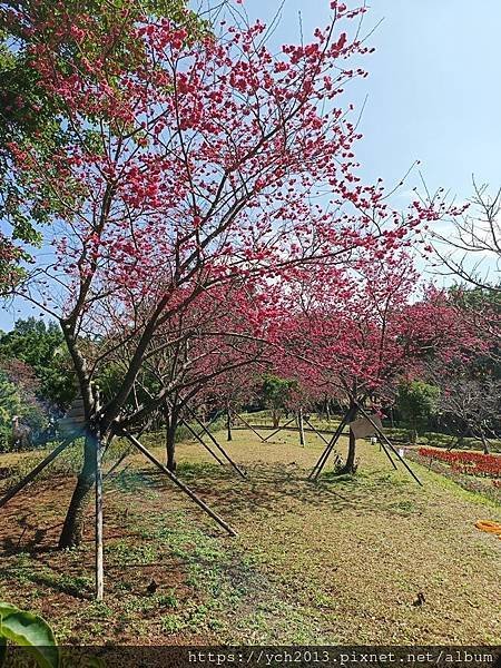 正月初八林口竹林山觀音寺看表演