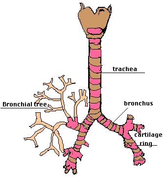 氣管﹝trachea﹞：41b