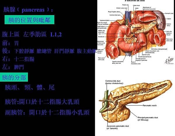 06、胰腺﹝pancreas﹞：.jpg