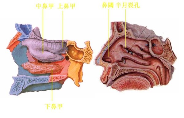 03_鼻.JPG