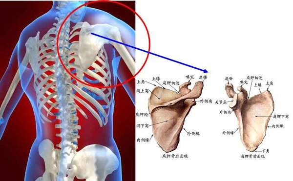 我們的骨頭~上肢骨~肩胛骨(scapula).JPG