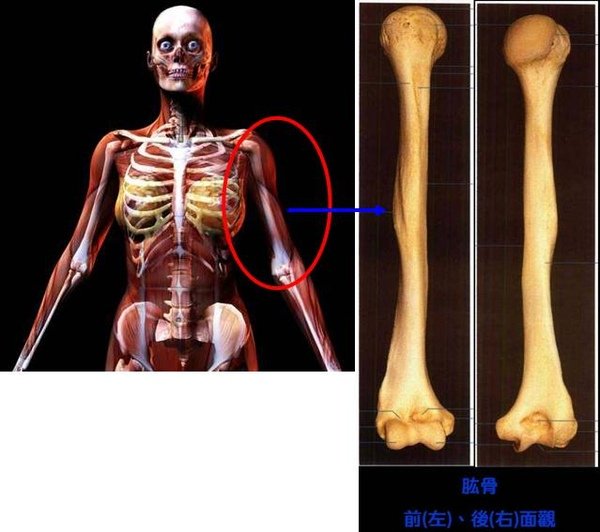 06_我們的骨頭~上肢骨~肱骨A.JPG