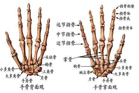 08_我們的骨頭~上肢骨~掌骨.JPG