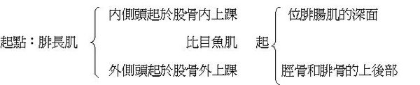 起點：腓長肌.JPG