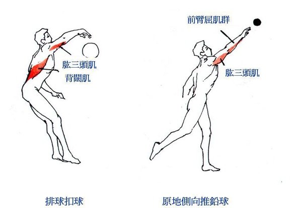 運動動作的解剖學分析_02.JPG